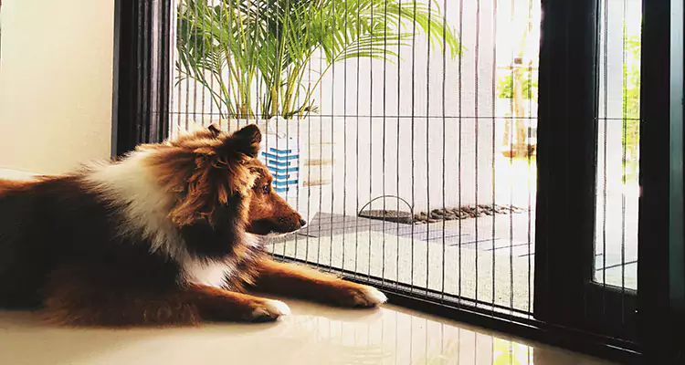 Sliding Screen Pet Door Repair in Ruskin, FL
