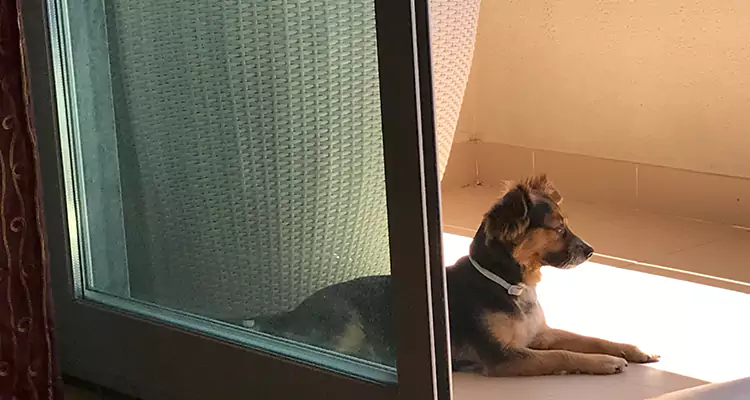 French Door Pet Screen Repair in Ruskin, FL